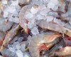Gulf Shrimp on Ice